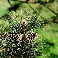gemeine Kiefer (Pinus sylvestris)