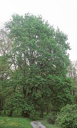 Stiel - Eiche (Quercus robur)